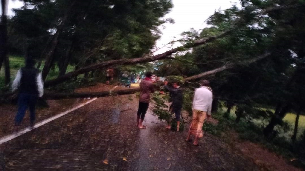 ফেনীতে ঘূর্ণিঝড়ের প্রভাবে উপড়ে পড়েছে গাছ। ছবি : কালবেলা