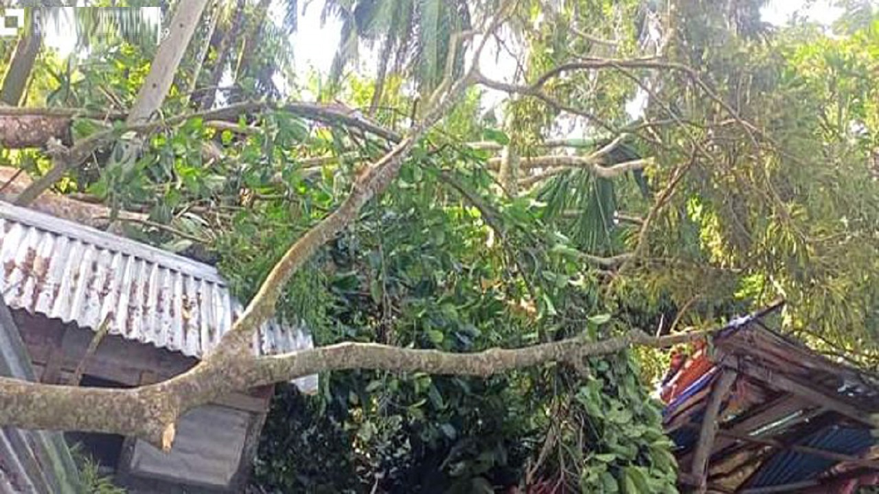 ভোলায় ঘূর্ণিঝড় মিধিলির প্রভাবে উপড়ে পড়েছে গাছপালা। ছবি : কালবেলা