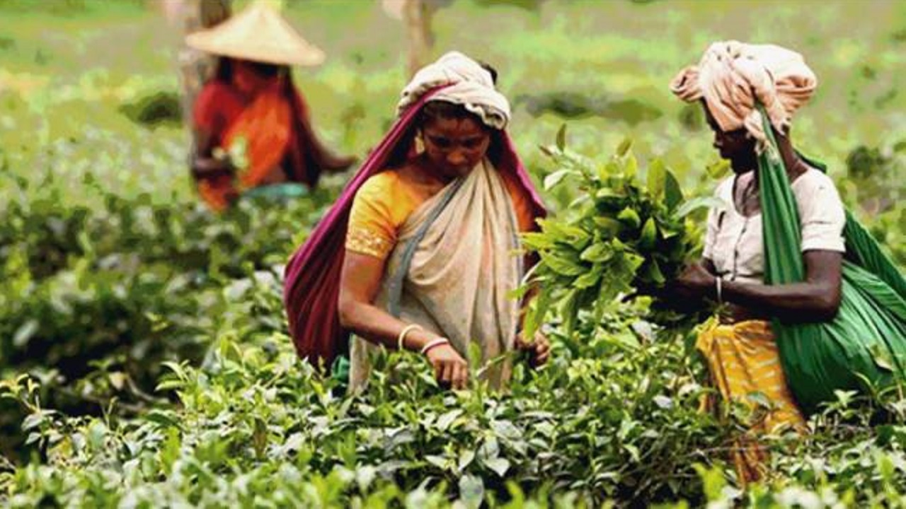 মৌলভীবাজারের কমলগঞ্জ বাগানে চা পাতা সংগ্রহ করছেন নারী শ্রমিকরা। ছবি : কালবেলা
