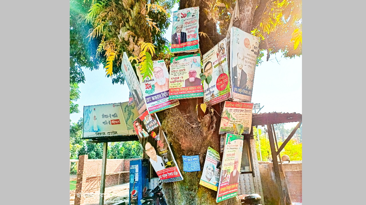 শতবর্ষী আমগাছে চৌদ্দটি ফেস্টুন সাঁটানো হয়েছে। ছবি : কালবেলা