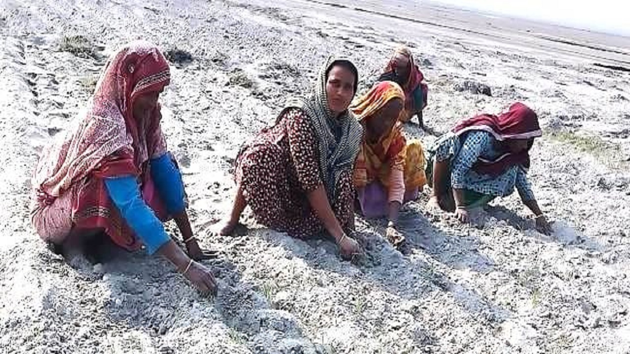 কুড়িগ্রামে তিস্তার জেগে ওঠা চরে কাজ করছেন কয়েকজন নারী শ্রমিক। ছবি : কালবেলা