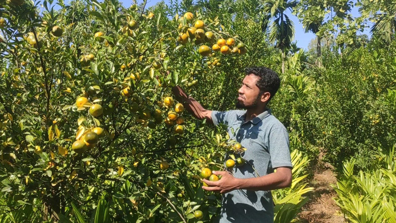 কুড়িগ্রামে চায়না ঝুড়ি জাতের কমলা চাষ করছেন মো. আবু রায়হান ফারুক। ছবি : কালবেলা