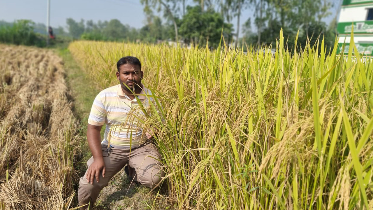 রংপুরে ‘ব্রি-১০৩’ ধান উৎপাদনে ব্যাপক সাফল্য। ছবি : কালবেলা