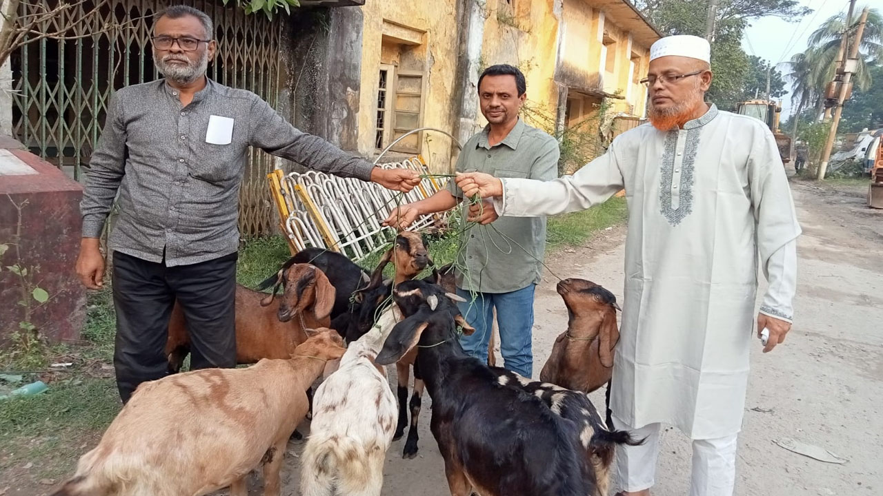 আটক ছাগল বৃহস্পতিবার মালিকের কাছে হস্তান্তর করা হয়। ছবি : কালবেলা