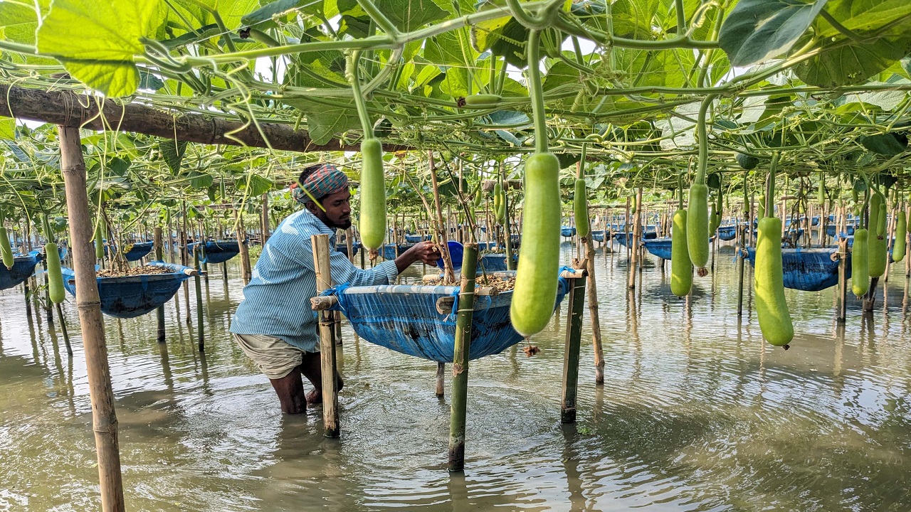 নাটোরের বড়াইগ্রামে ডালি পদ্ধতিতে চাষ করা সবজির পরিচর্যা করছেন এক কৃষক। ছবি : কালবেলা