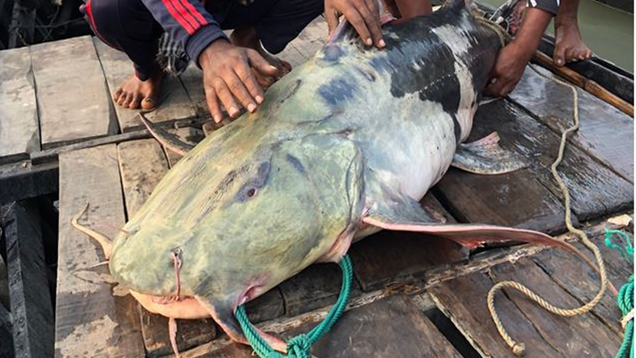 ধরা পড়া বাঘাইড়। ছবি : কালবেলা