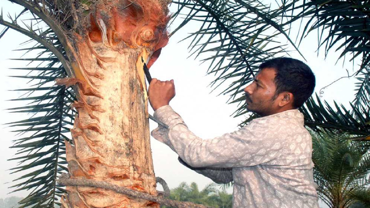 বিরামপুরে খেজুরগাছ পরিচর্যা করছেন এক গাছি। ছবি : কালবেলা