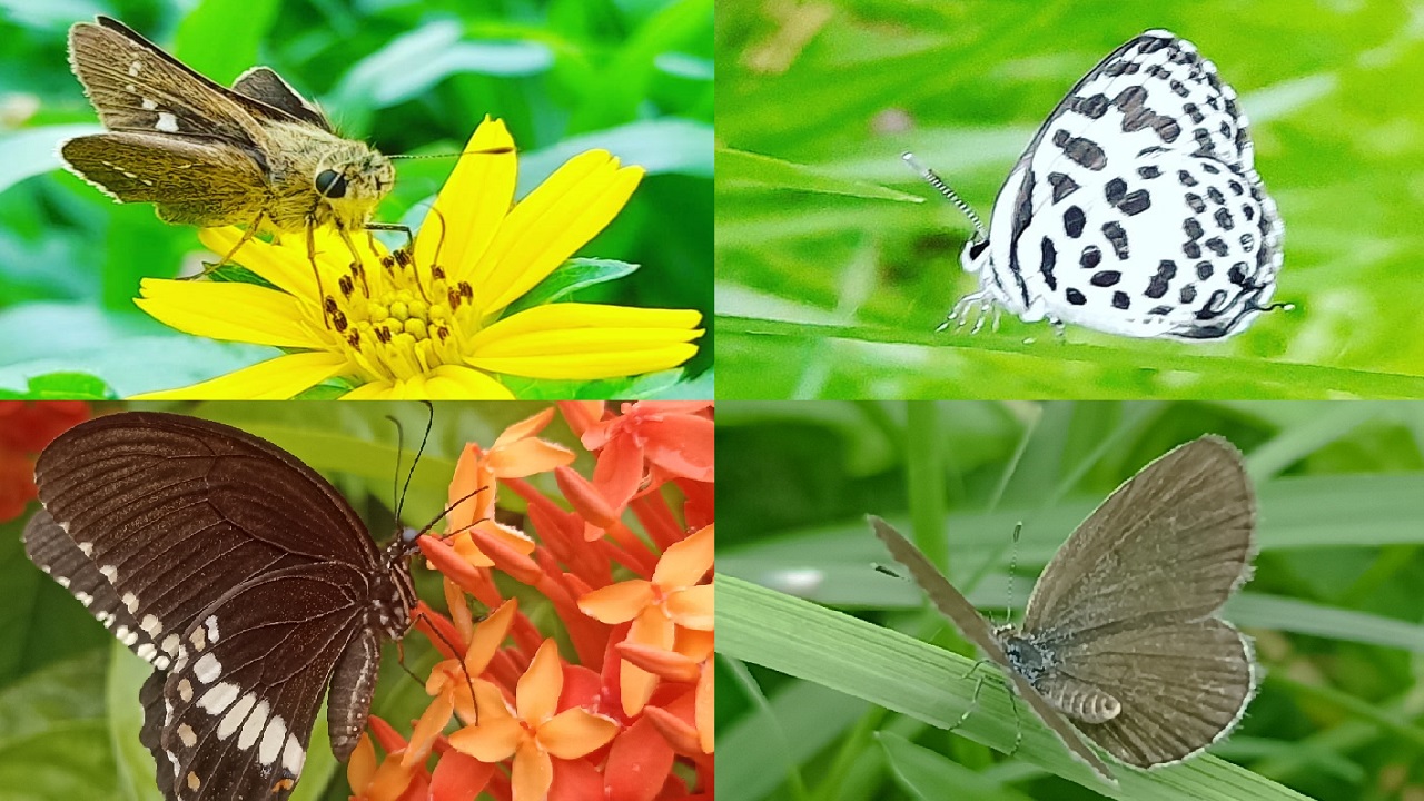 বহারি রঙের প্রজাপতি। ছবি : সংগৃহীত