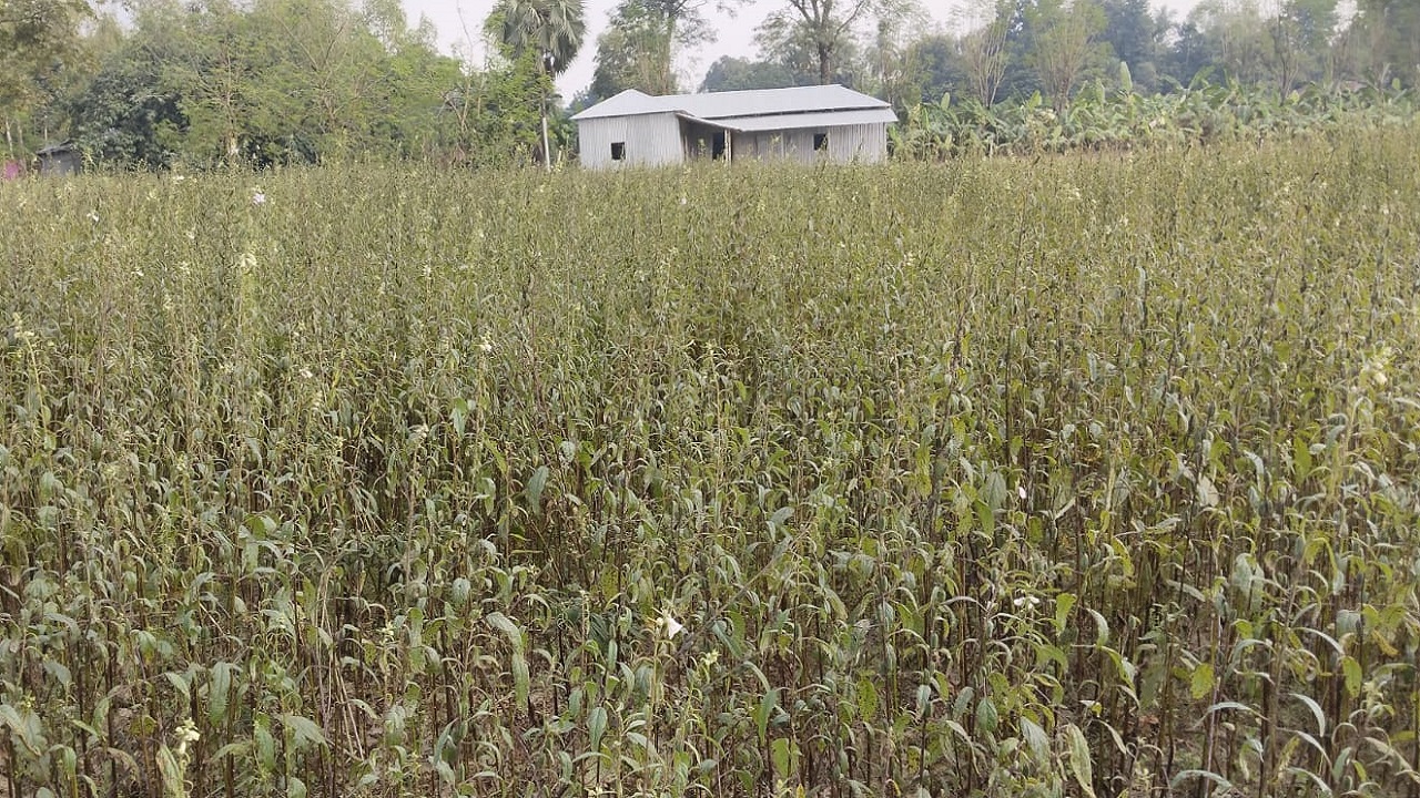 পাঁচবিবি উপজেলায় তিল চাষ করা একটি ক্ষেত। ছবি : কালবেলা