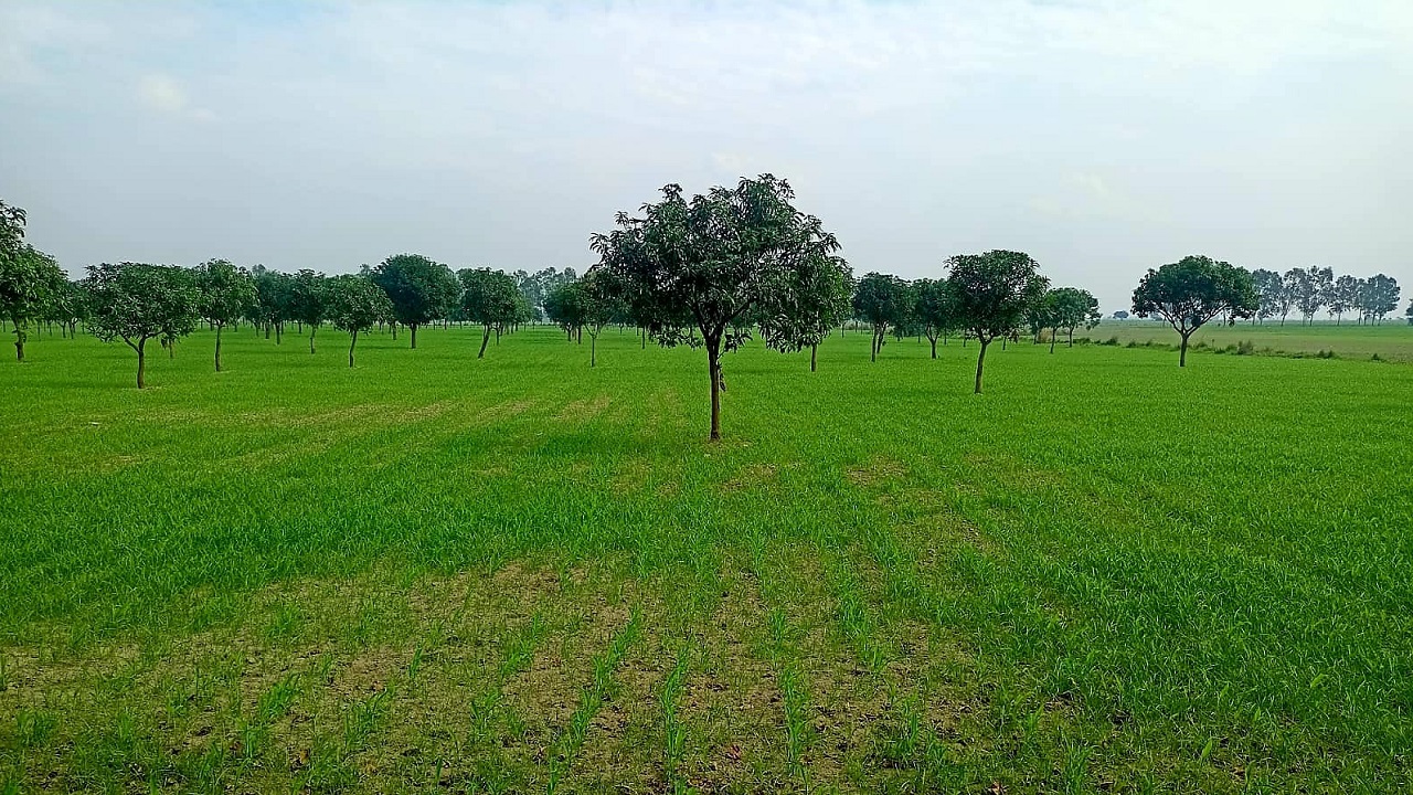 হরিরামপুরের দুর্গম চরাঞ্চলের একটি ভুট্টা ক্ষেত। ছবি : কালবেলা