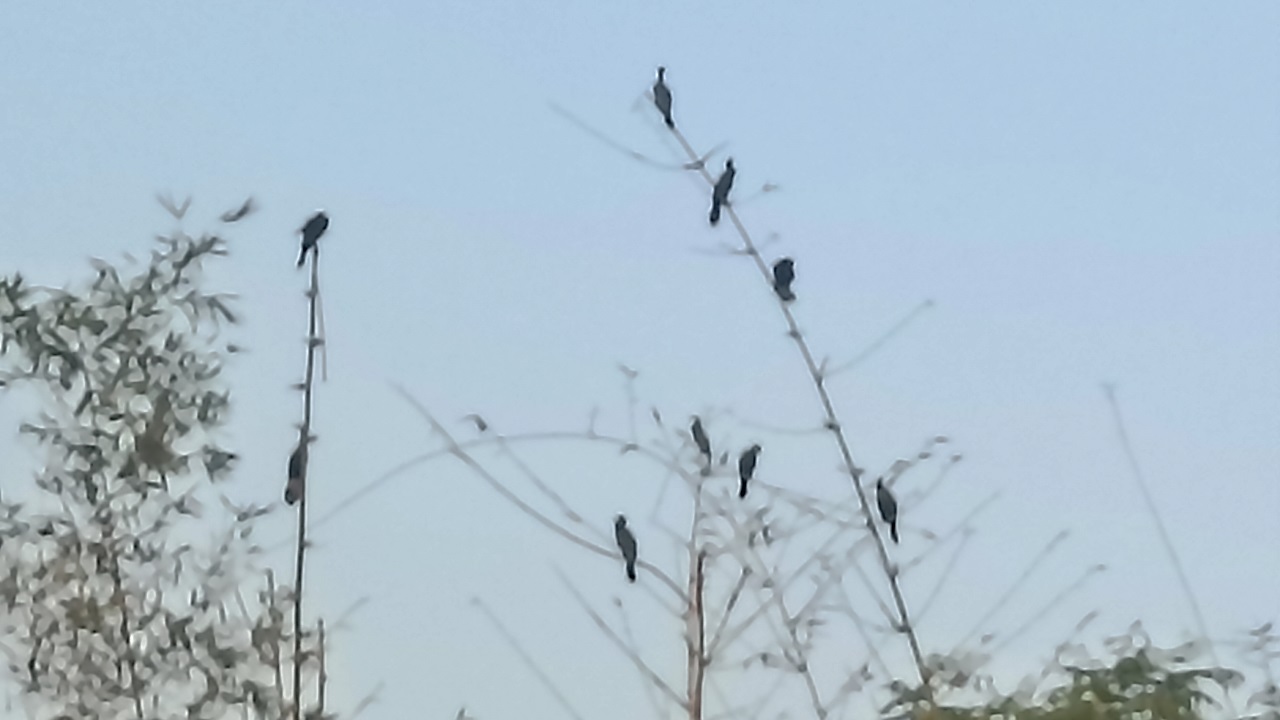 দীর্ঘভূমি এলাকার একটি পুকুর পাড়ের ঝোঁপে বসে আছে কয়েকটি পানকৌড়ি। ছবি : কালবেলা