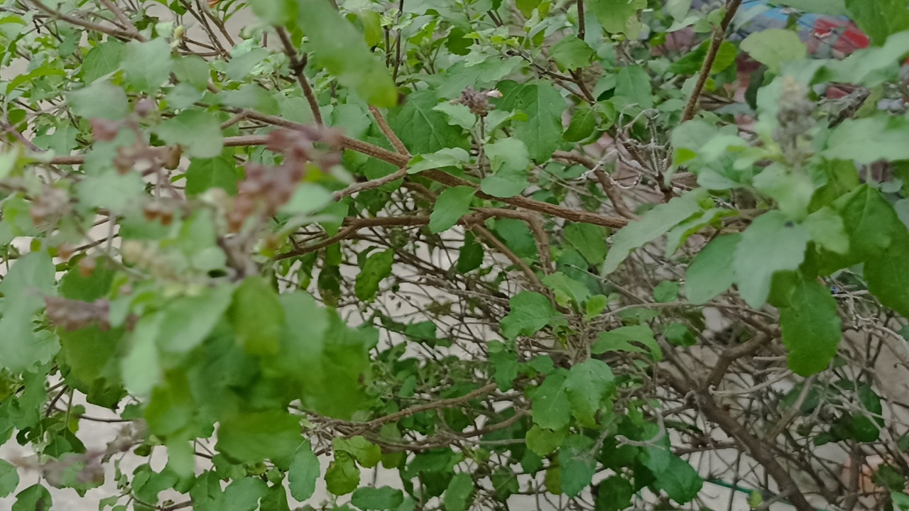 তুলসি গাছ। ছবি : কালবেলা