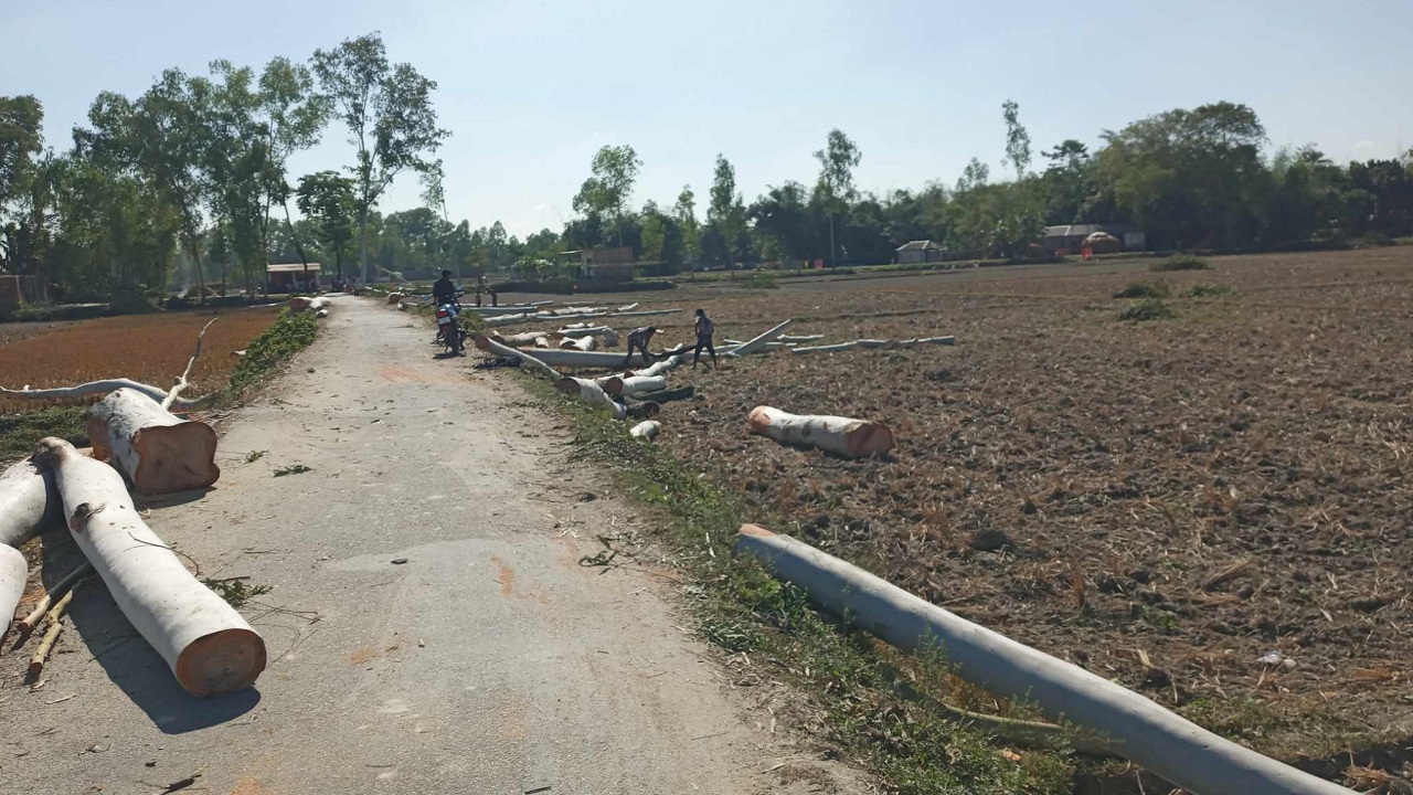 নিলামে বিক্রির পর কেটে ফেলা পাটগ্রাম সড়কের বিভিন্ন প্রজাতির গাছ। ছবি : কালবেলা