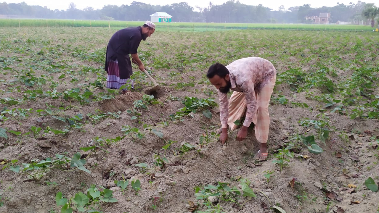 মিষ্টি আলুর ক্ষেত পরিচর্যায় ব্যস্ত কৃষক। ছবি : কালবেলা