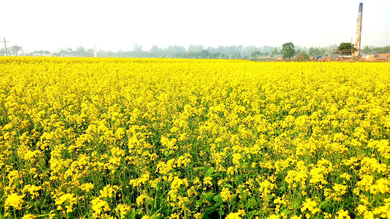 নওগাঁর মান্দায় আগাম সরিষা চাষে কৃষকের মুখে হাসি। ছবি : কালবেলা