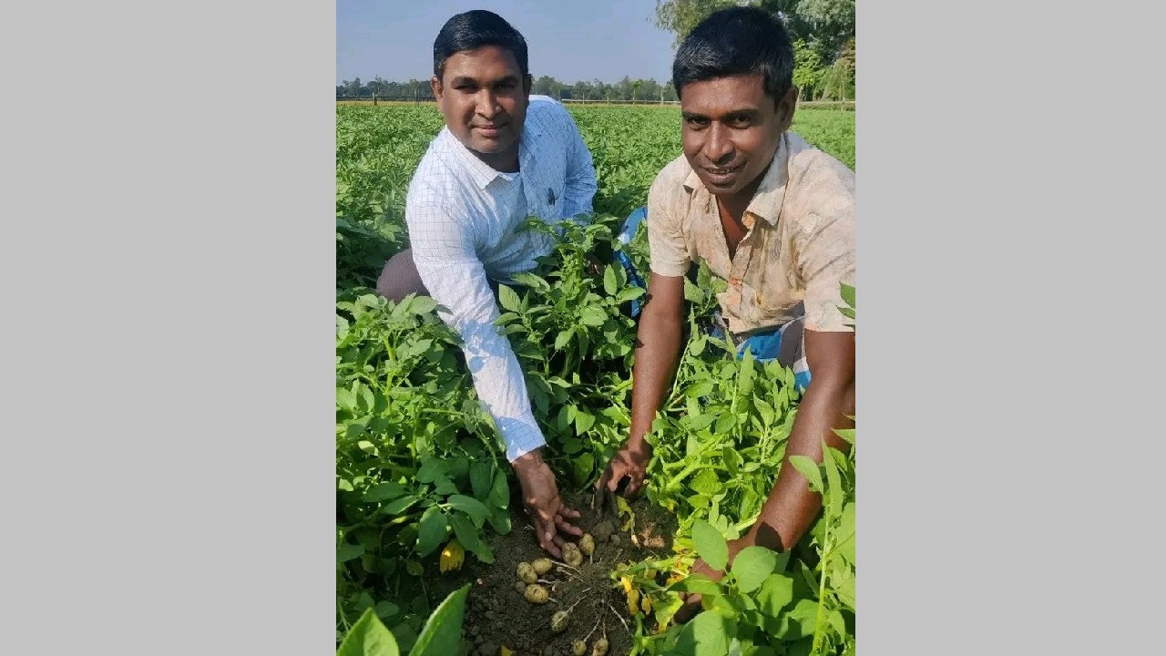 আলুর ফলন দেখাচ্ছেন টাঙ্গাইলের ধনবাড়ী উপজেলার এক কৃষক। ছবি : কালবেলা