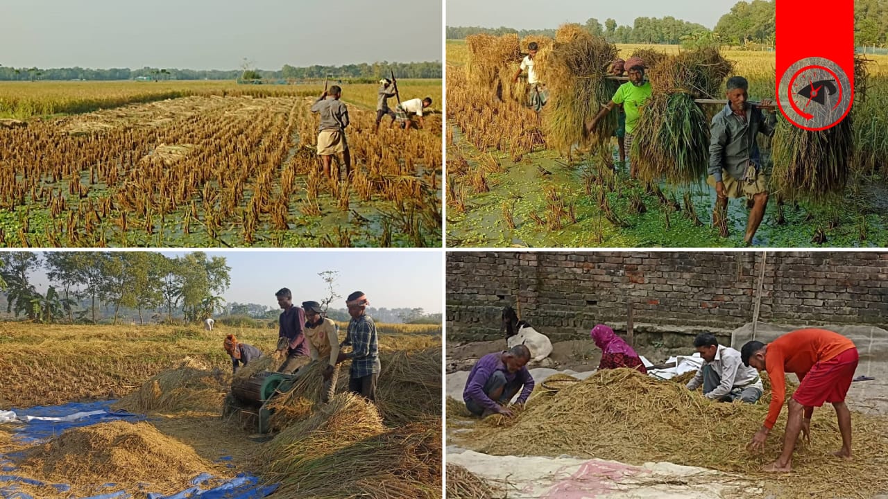 ব্রাহ্মণপাড়ার মাঠে মাঠে আমন সংগ্রহের খণ্ডচিত্র। ছবি : কালবেলা