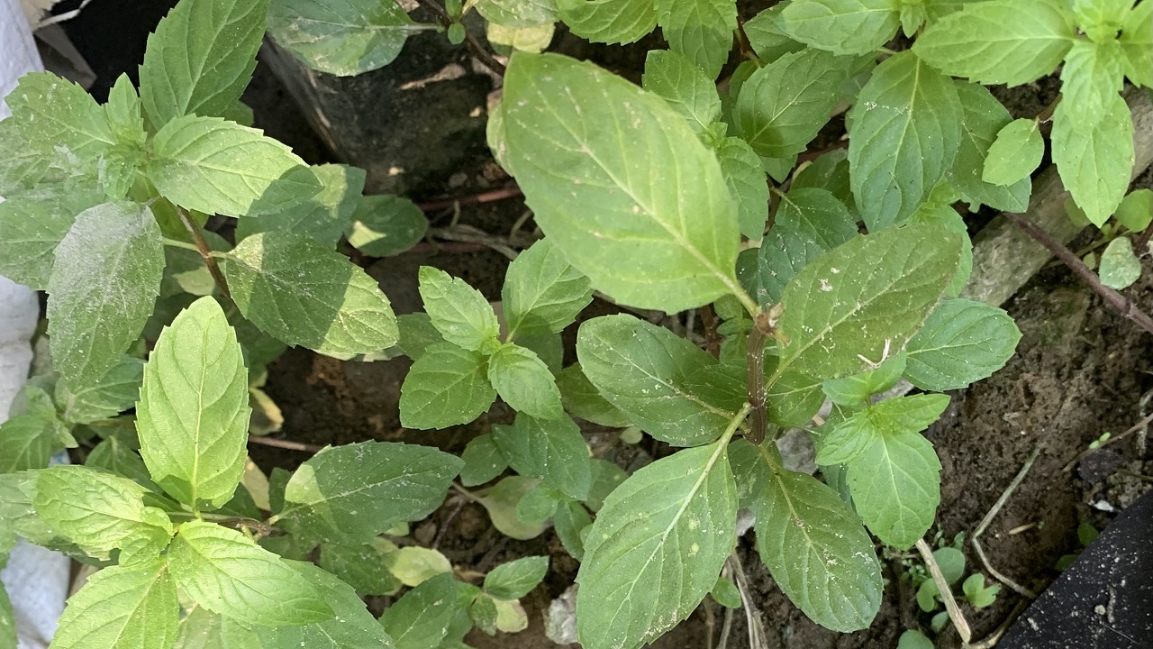 পুদিনা পাতা। ছবি : কালবেলা