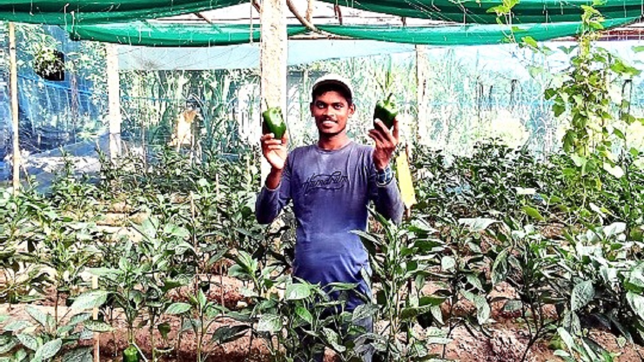 ক্যাপসিকাম হাতে স্থানীয় চাষি। ছবি : কালবেলা