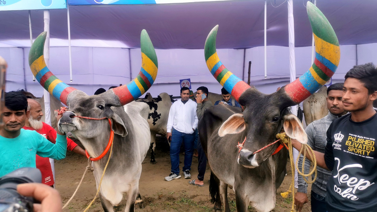 র‌্যাম্প শোতে প্রদর্শণ করা হচ্ছে গরু। ছবি : কালবেলা