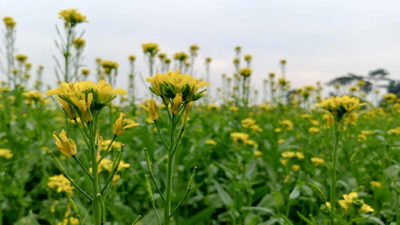 সরিষার ক্ষেত। ছবি : কালবেলা