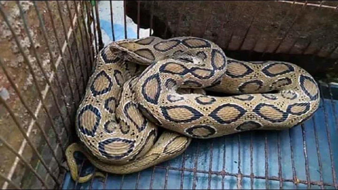 রাসেল ভাইপার বা চন্দ্রবোড়া সাপ। পুরনো ছবি