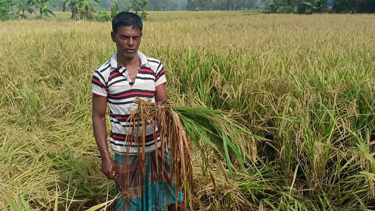 ফেনীর এক ক্ষেতে ধান হাতে কৃষক। ছবি : কালবেলা