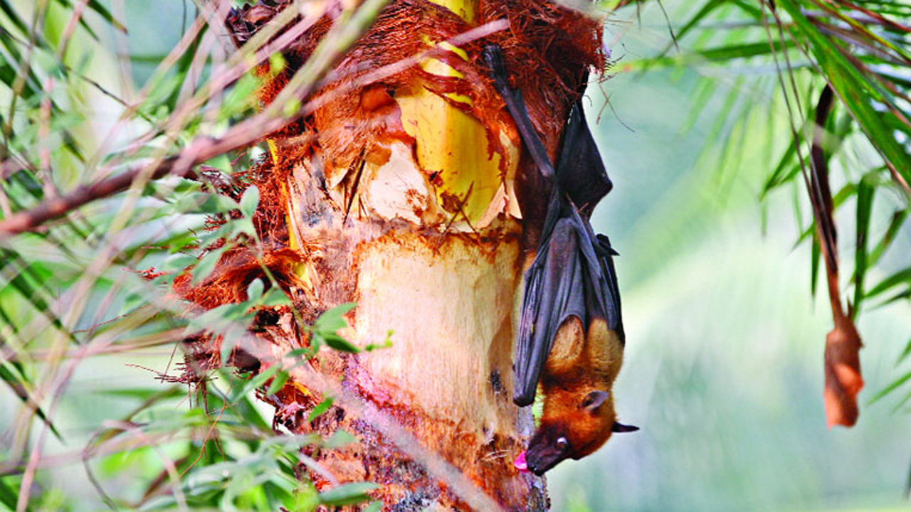 বাদুড়ের মুখের নিঃসৃত লালা এমনকি তাদের মলমূত্র খেজুরের রসের সঙ্গে মিশে যায়। ছবি: সংগৃহীত