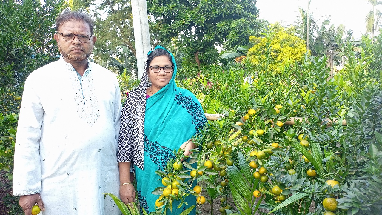 নিজেদের কমলা বাগানে শিক্ষক দম্পতি খলিলুর রহমান ও ফাতেমা খাতুন মজুমদার। ছবি : কালবেলা