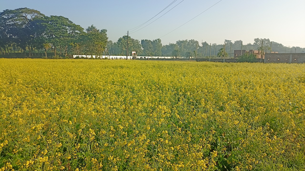 ব্রাহ্মণপাড়ায় বিস্তীর্ণ সরিষার ক্ষেত। ছবি : কালবেলা