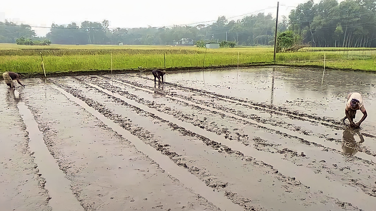 বীজতলা তৈরিতে ব্যস্ত কৃষক। ছবি : কালবেলা