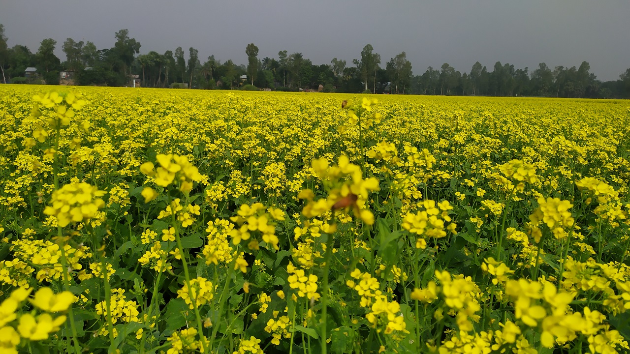 সরিষার ক্ষেত। ছবি : কালবেলা