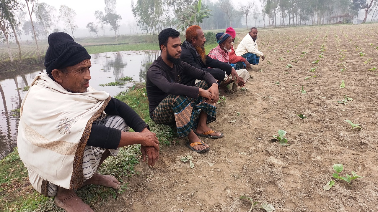 ফসলি জমি পাহারা দিচ্ছেন লালমনিরহাটের বিভিন্ন সীমান্তের কৃষকরা। ছবি : কালবেলা