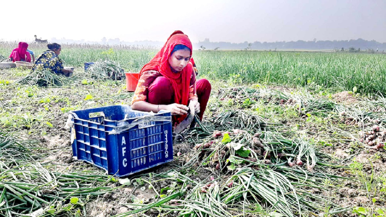 বেশি দামের আশায় অপরিপক্ব পেঁয়াজ তুলছেন গোয়ালন্দের চাষিরা। ছবি : কালবেলা