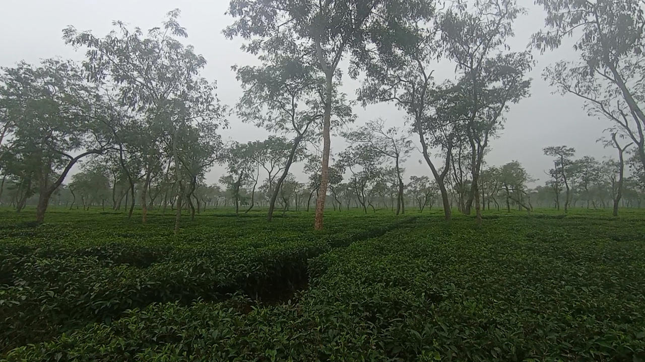 শ্রীমঙ্গলে মৌসুমের সর্বনিম্ন তাপমাত্রা ১৪ দশমিক ৬ ডিগ্রি সেলসিয়াস রেকর্ড। ছবি : কালবেলা