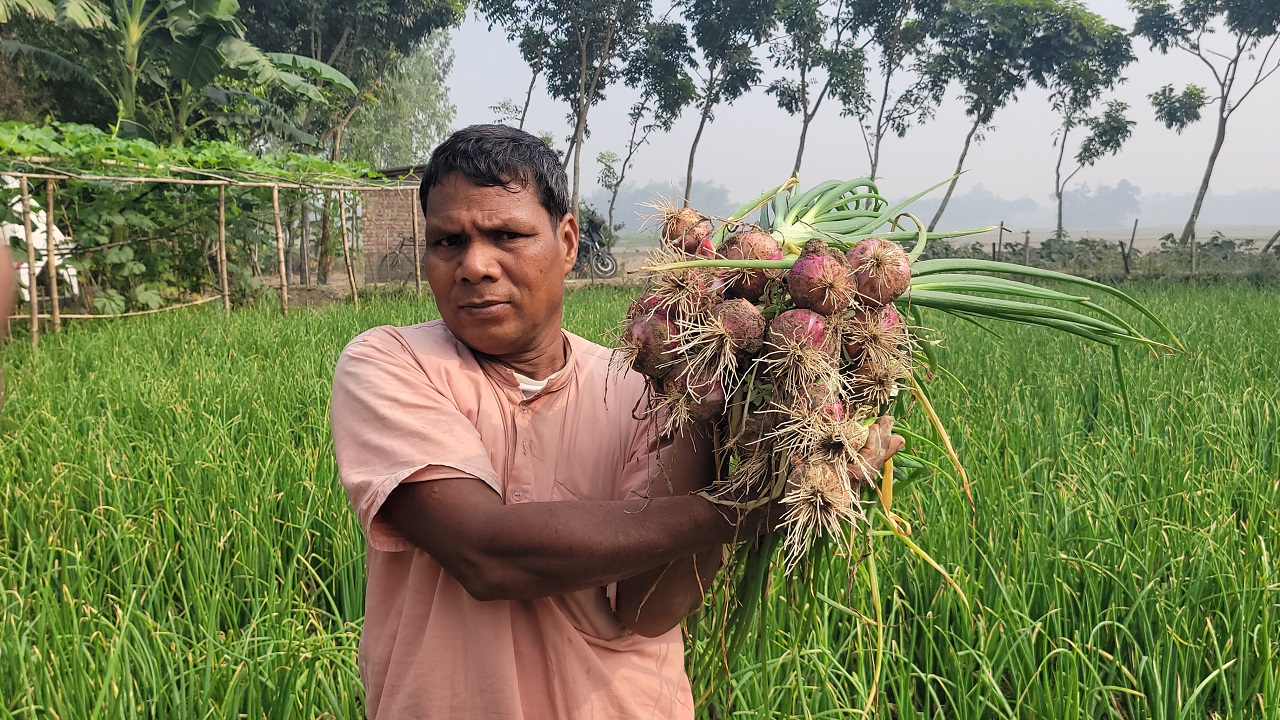চিরিরবন্দর উপজেলায় গ্রীষ্মকালীন পেঁয়াজের ক্ষেতে এক কৃষক। ছবি : কালবেলা
