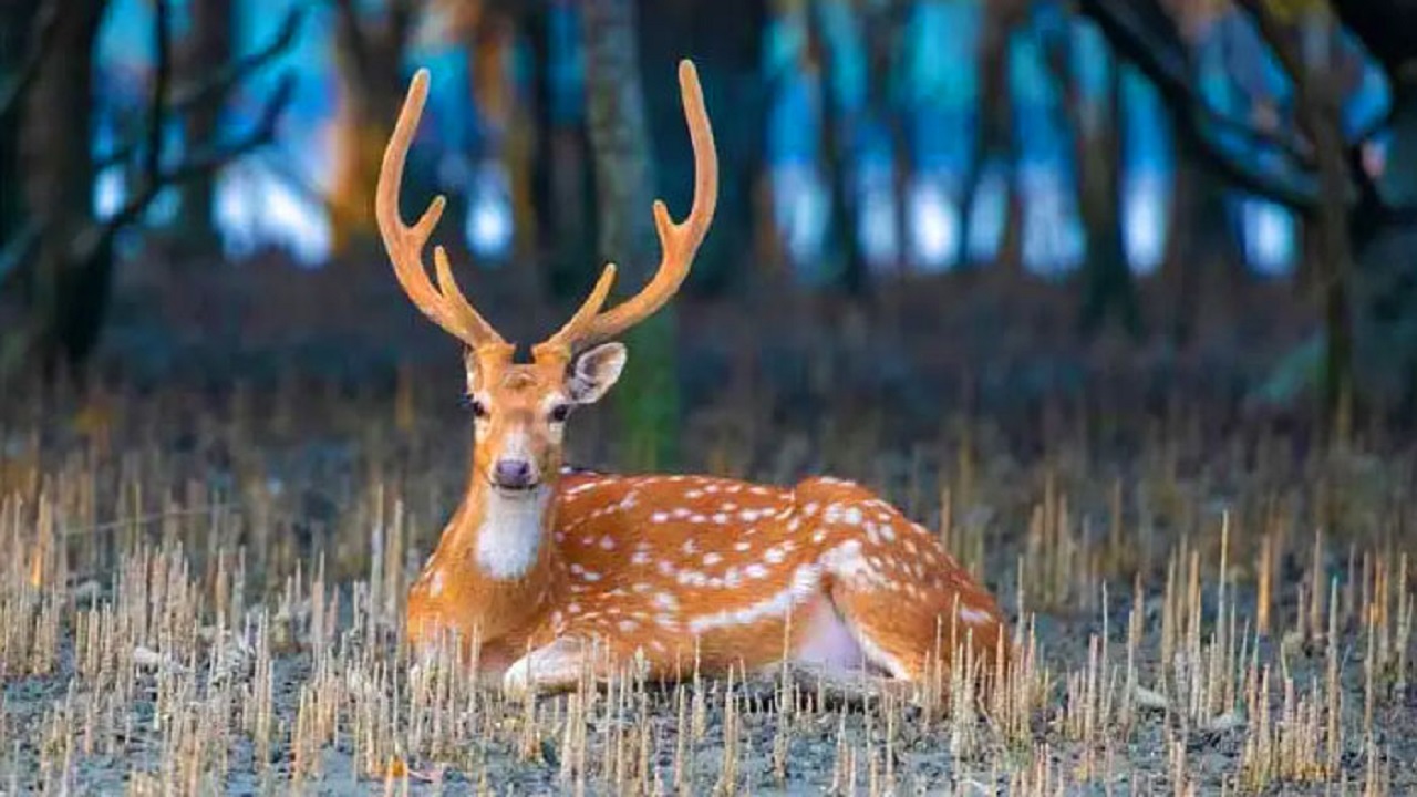 হরিণ। ছবি সংগৃহীত