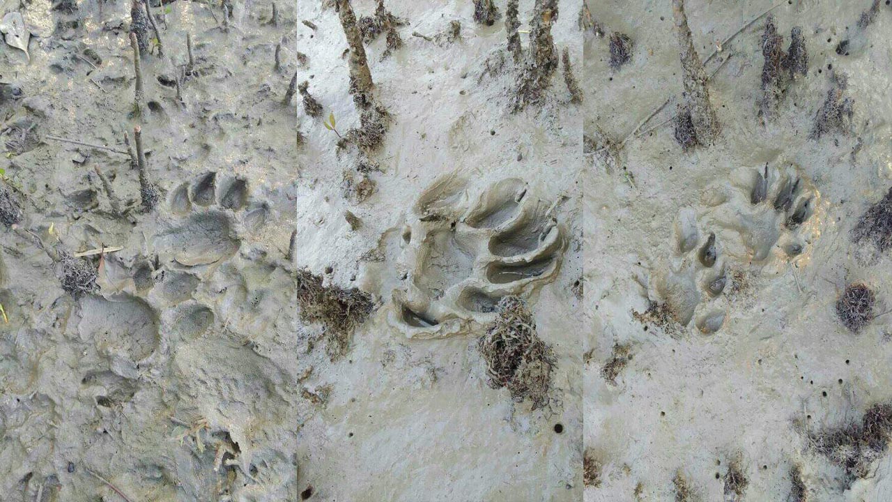 বনকর্মীরা খবর পেয়ে দুটি বাঘের পায়ের ছাপ দেখতে পায়। ছবি : কালবেলা