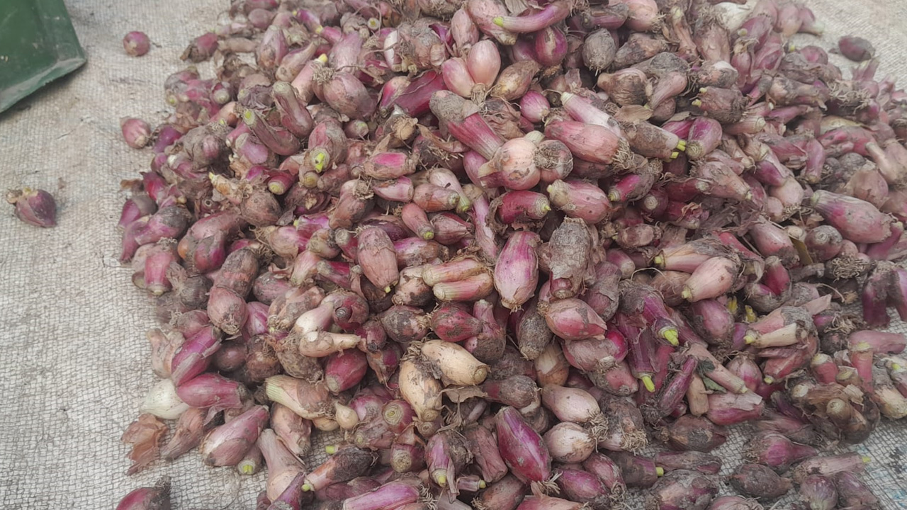 জমি থেকে তোলা অপরিপক্ব পেঁয়াজ। ছবি : কালবেলা