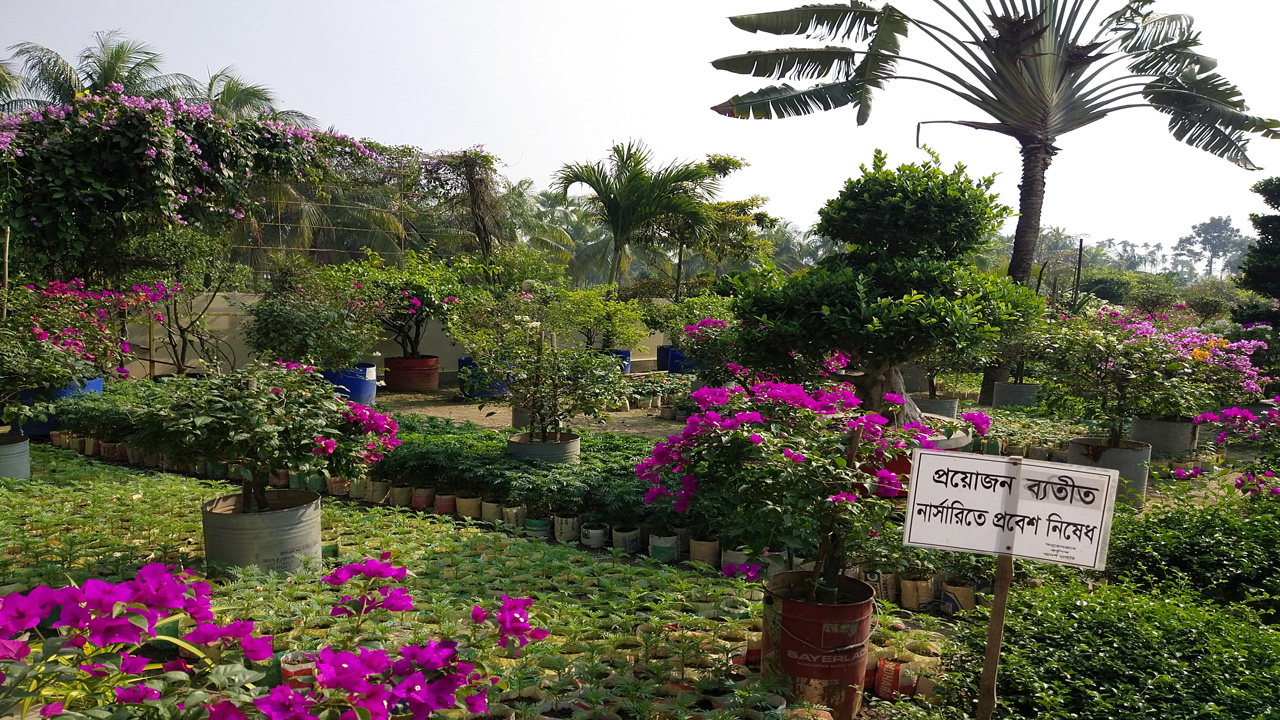 অলংকারকাঠি গ্রামের একটি নার্সারি। ছবি : কালবেলা
