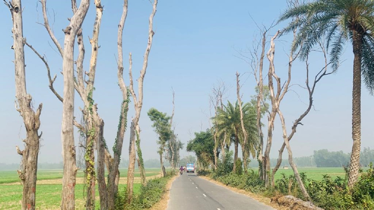 জয়পুরহাটের ক্ষেতলাল উপজেলায় রাস্তার দু’পাশের মৃত গাছ। ছবি : কালবেলা