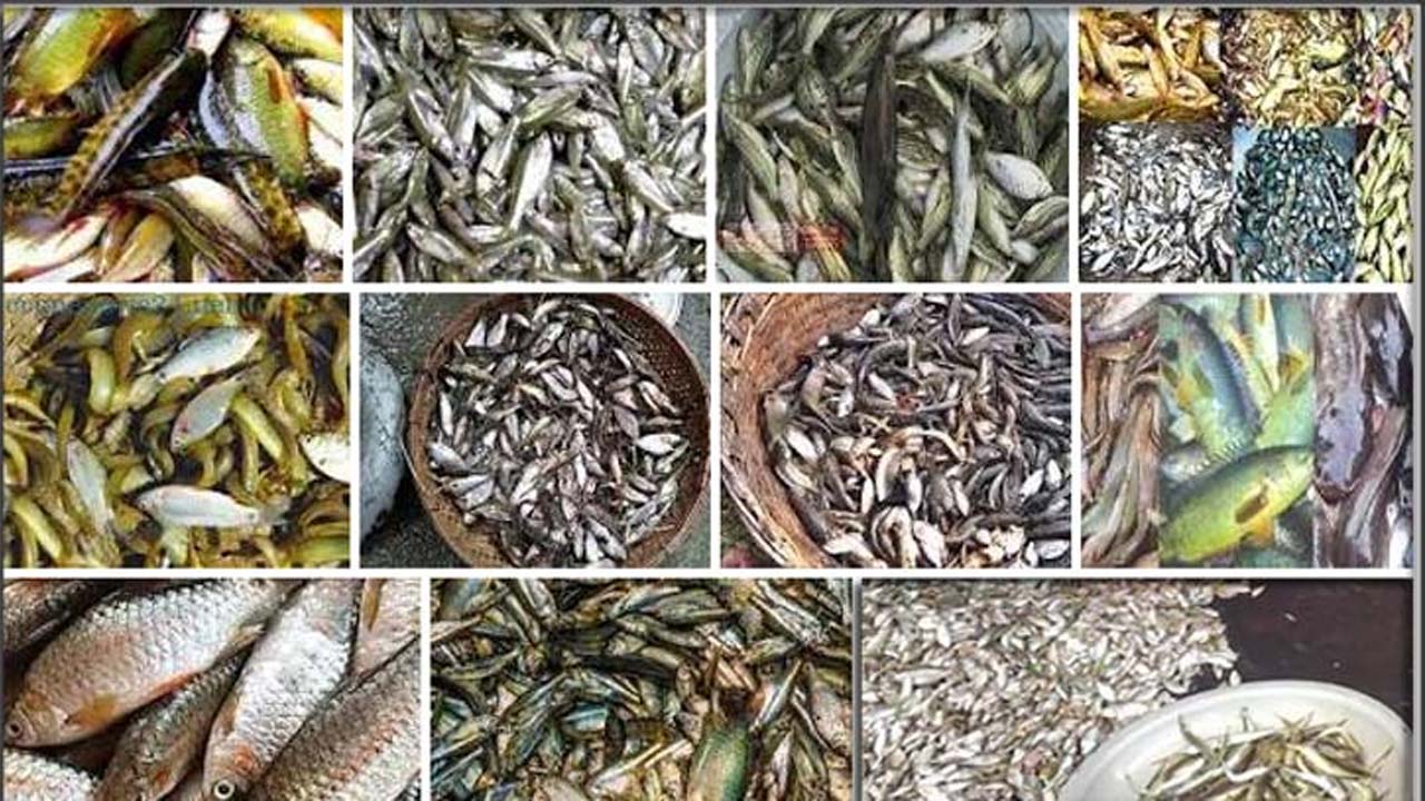 দেশে বিলুপ্ত প্রায় ২৯ প্রজাতির মিঠা পানির মাছ পুনরুদ্ধার। ছবি : সংগৃহীত