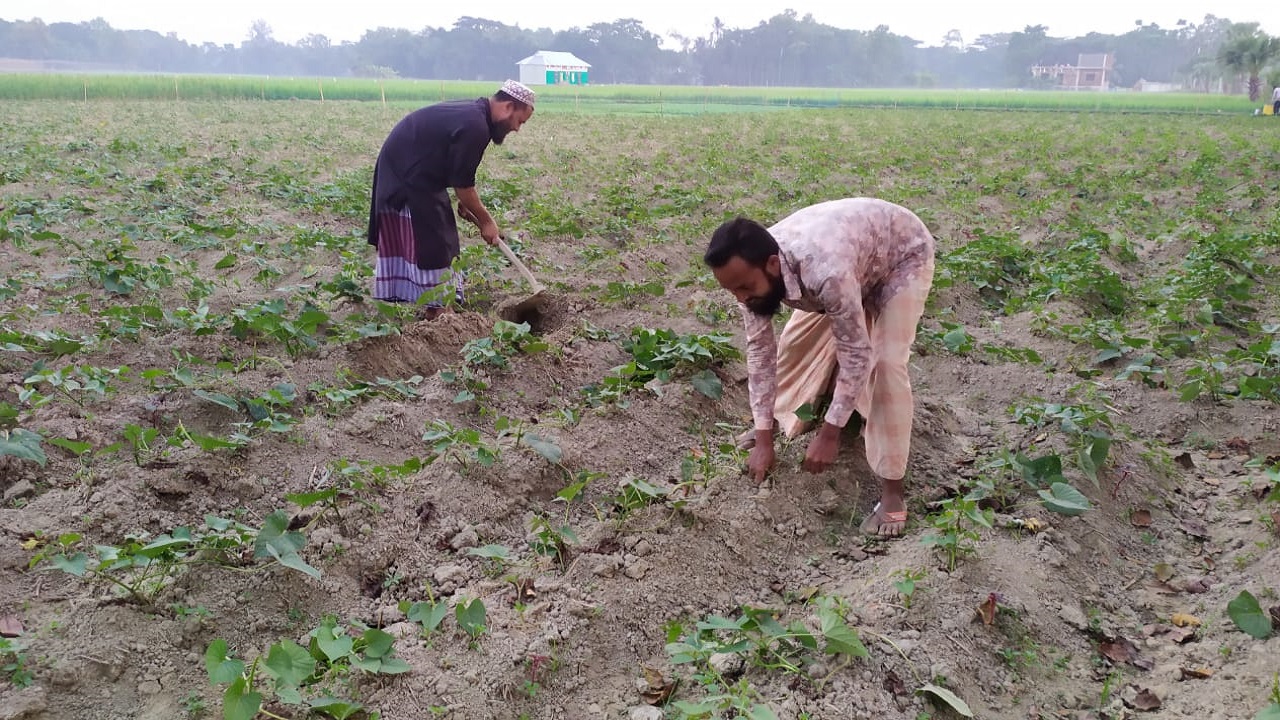ক্ষেতে মিষ্টি আলুর চারাগাছ রোপণ করছেন কুমিল্লার দুই কৃষক। ছবি : কালবেলা