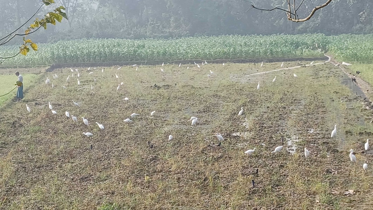 চুয়াডাঙ্গার শীতের সকাল। ছবি : কালবেলা