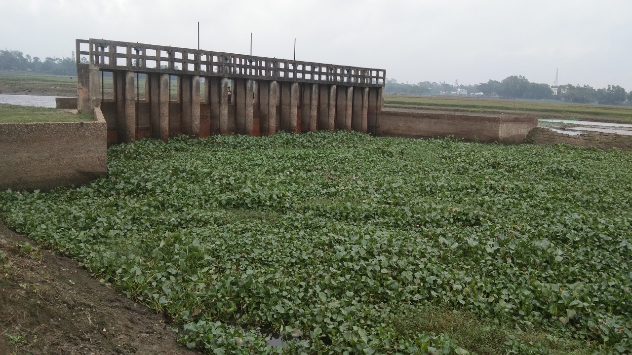 সঠিক নির্মাণ ও ব্যবস্থাপনার অভাবে স্লুইসগেটটির একপাশে কচুরিপানা আর ময়লা-আবর্জনার স্তূপ জমে এলাকায় দুর্গন্ধ ছড়াচ্ছে। ছবি : কালবেলা