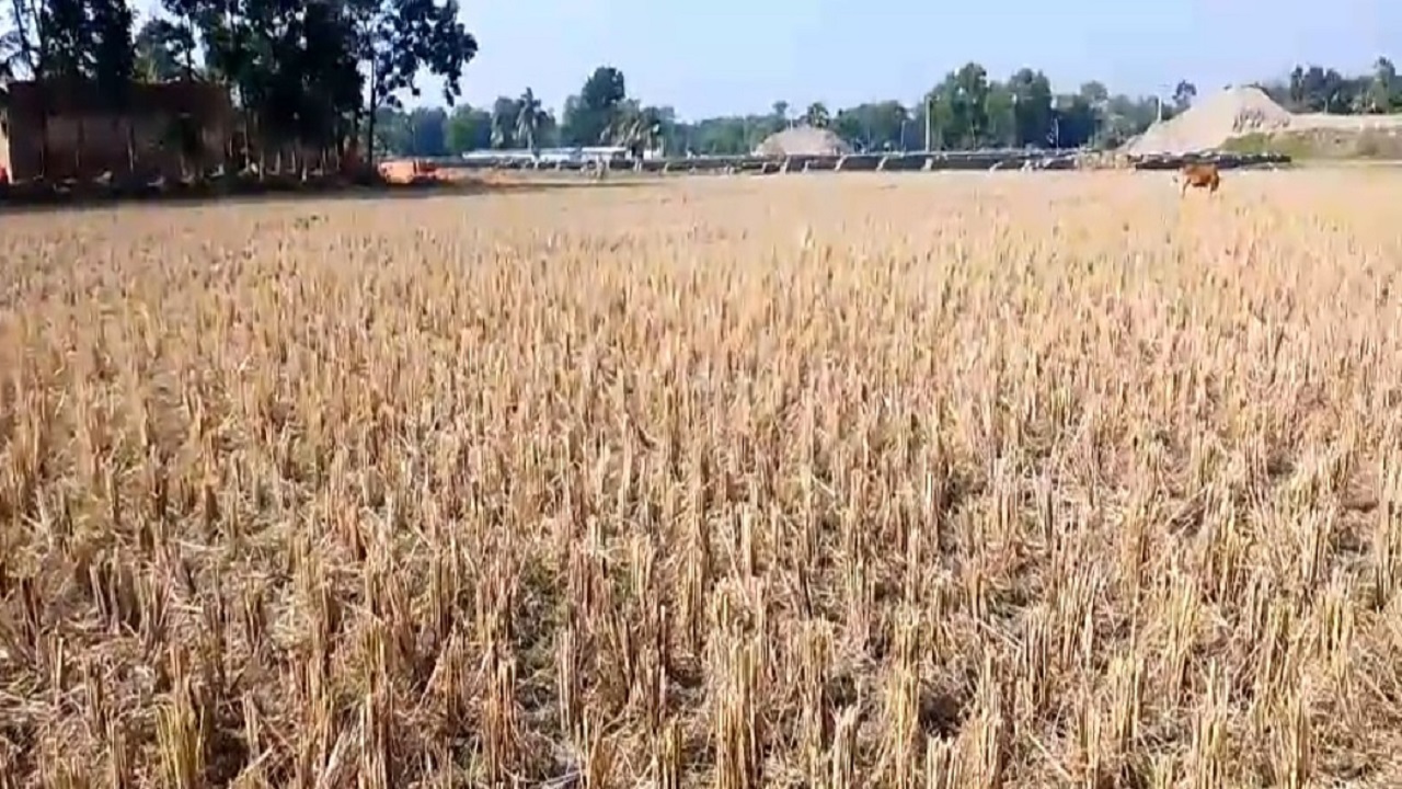 পাকা ধান কাটার পরদিন জমিটি এভাবে দেখা যায়। ছবি : কালবেলা