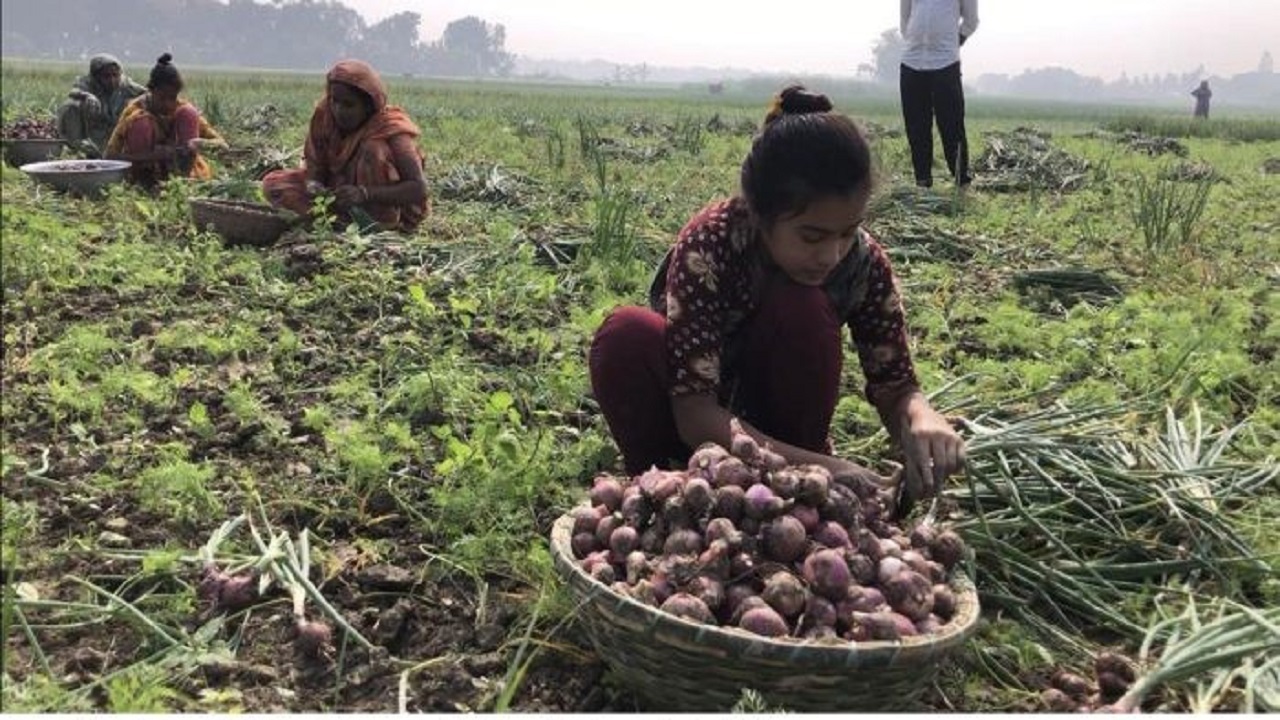 অপরিপক্ব পেঁয়াজ তুলতে ব্যস্ত পরিবারের নারী-পুরুষ সদস্যরা। ছবি : কালবেলা