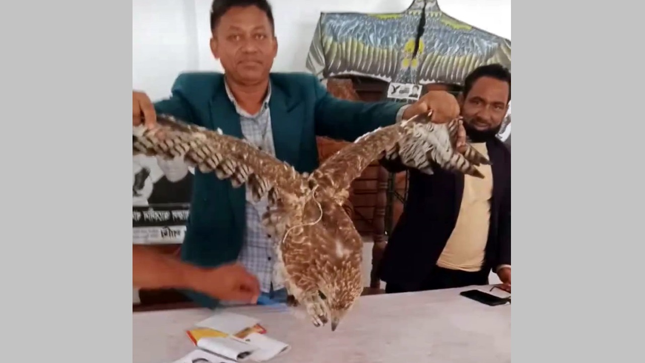 নান্দাইলে স্বতন্ত্র প্রার্থীর পক্ষে জীবন্ত ঈগল নিয়ে নির্বাচনী প্রচার। ছবি : কালবেলা