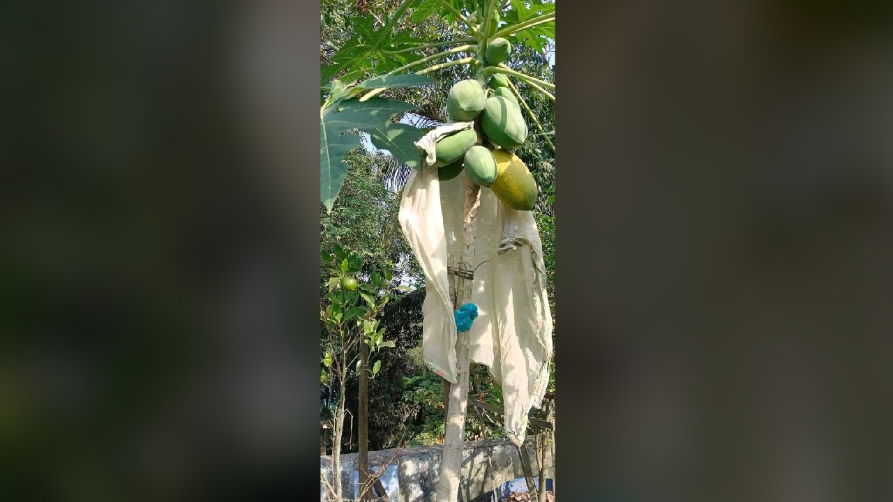 চাঁদপুরের একটি ছাদবাগানের পেঁপে গাছ। ছবি : কালবেলা
