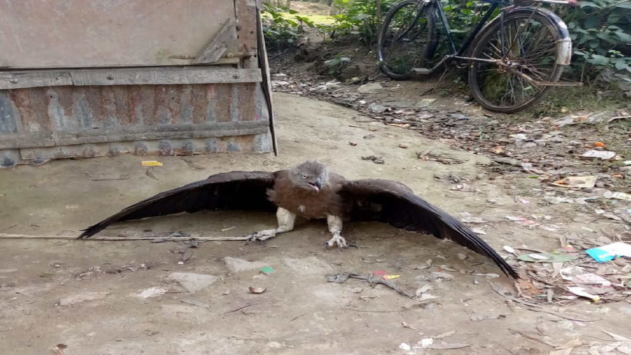 উদ্ধার হওয়ার পর আহত ঈগল পাখিটিকে প্রাথমিক চিকিৎসা দেওয়া হয়। ছবি : কালবেলা